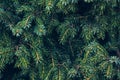 Closeup photo of green needle pine tree on the right side of picture. Small pine cones at the end of branches.