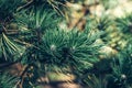 Background of Christmas tree branches. green prickly branches of a fur-tree or pine Royalty Free Stock Photo