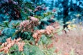 Closeup photo of green needle pine tree on the right side of picture. Small pine cones at the end of branches