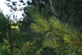 Closeup photo of green needle pine tree on the right side of picture. Small pine cones at the end of branches. Blurred pine