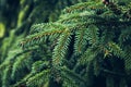 Closeup photo of green needle pine tree on the right side of picture. Small pine cones at the end of branches.