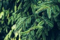 Closeup photo of green needle pine tree on the right side of picture. Small pine cones at the end of branches.