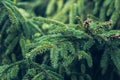 Closeup photo of green needle pine tree on the right side of picture. Small pine cones at the end of branches. Royalty Free Stock Photo