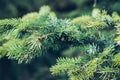 Closeup photo of green needle pine tree on the right side of picture. Small pine cones at the end of branches.