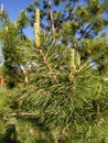 Closeup photo of green needle pine tree on the right side of picture. Small pine cones at the end of branches