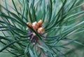 Closeup photo of green needle pine tree Small pine cones at the end of branches. Blurred pine needles in background Royalty Free Stock Photo