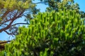 Closeup photo of green needle pine tree. Small pine cones at the end of branches. Blurred pine needles in background Royalty Free Stock Photo