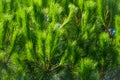 Closeup photo of green needle pine tree. Small pine cones at the end of branches. Blurred pine needles in background