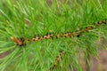 Closeup photo of green needle pine tree. Small pine cones at the end of branches. Blurred pine needles in background Royalty Free Stock Photo