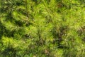 Closeup photo of green needle pine tree. Small pine cones at the end of branches. Blurred pine needles in background Royalty Free Stock Photo