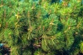 Closeup photo of green needle pine tree. Small pine cones at the end of branches. Blurred pine needles in background Royalty Free Stock Photo