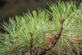 Closeup photo of green needle pine tree. Small pine cones at the end of branches. Blurred pine needles in background