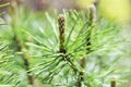 Closeup photo of green pine needle on right side image. Young shoots at end of branches. Blurred pine needles Royalty Free Stock Photo