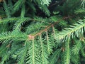 Closeup photo of the green pine tree background