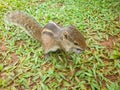 Closeup image of grey tropical squirrel sitting on the grass