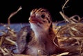 Closeup photo a guinea fowl chicks with dark background. Royalty Free Stock Photo