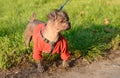 Closeup photo of a hairless dog