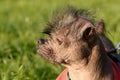 Closeup photo of a hairless dog