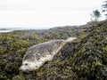 A closeup photo of a harbour seal lying on a rock at low tide in the gulf islands, British Columbia, Canada Royalty Free Stock Photo