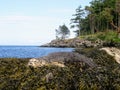 A closeup photo of a harbour seal lying on a rock at low tide in the gulf islands, British Columbia, Canada Royalty Free Stock Photo