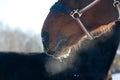 Closeup photo of horse snort