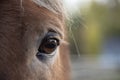 Horses head and eye closeup Royalty Free Stock Photo