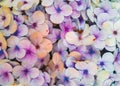 Closeup photo of hydrangea mousseline flower Royalty Free Stock Photo