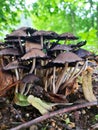 Inky Cap Mushrooms black and brown color. Vertical photo