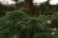 Closeup photo of japanese cedar tree Royalty Free Stock Photo