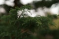 Closeup photo of japanese cedar tree Royalty Free Stock Photo