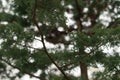 Closeup photo of japanese cedar tree Royalty Free Stock Photo