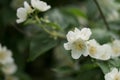 Closeup photo of jasmine flowers in garden with some copy space