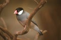 Closeup photo of a Java sparrow Lonchura oryzivora, also known as Java finch or Java rice bird