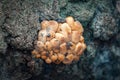 Closeup photo of Kuehneromyces mutabilis mushroom on a tree trunk in forest