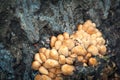 Closeup photo of Kuehneromyces mutabilis mushroom on a tree trunk in forest