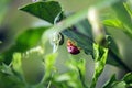 Ladybug green leaf on a sunny day