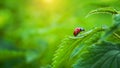 A ladybug standing on the plant