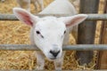Closeup photo of a lamb looking at the viewer