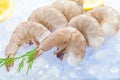 Closeup photo of large size of frozen raw shrimp with tail removed. Royalty Free Stock Photo