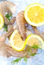 Closeup photo of large size of frozen raw shrimp with tail removed. Royalty Free Stock Photo