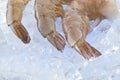 Closeup photo of large size of frozen raw shrimp with tail removed. Royalty Free Stock Photo