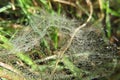 A closeup photo of a large spider web that is covered in dew water drops, green grass fills the background Royalty Free Stock Photo