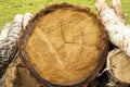 Closeup photo of layered tree bark texture