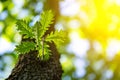 Closeup photo of leaves in the forest under sun, captured by spring or early summer. Ecology and tranquility concept.