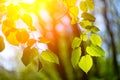 Closeup photo of leaves in the forest under sun, captured by spring or early summer. Ecology and tranquility concept.