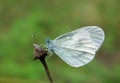 Leptidea sinapis , the wood white butterfly