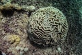 Closeup photo of light brown grooved brain coral at side of coral reef, very round form. Picture taken during Scuba dive in warm