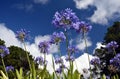 Closeup photo of Lily of the Nile, also called African Blue Lily flower Royalty Free Stock Photo