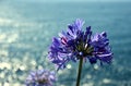 Closeup photo of Lily of the Nile, also called African Blue Lily flower Royalty Free Stock Photo