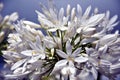 Closeup photo of Lily of the Nile, also called African White Lily flower Royalty Free Stock Photo